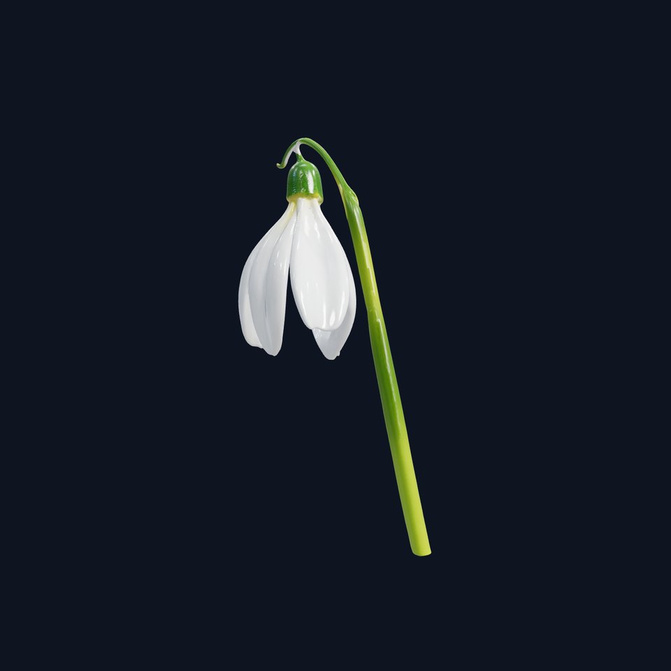 Snowdrop Flower D Model Pack