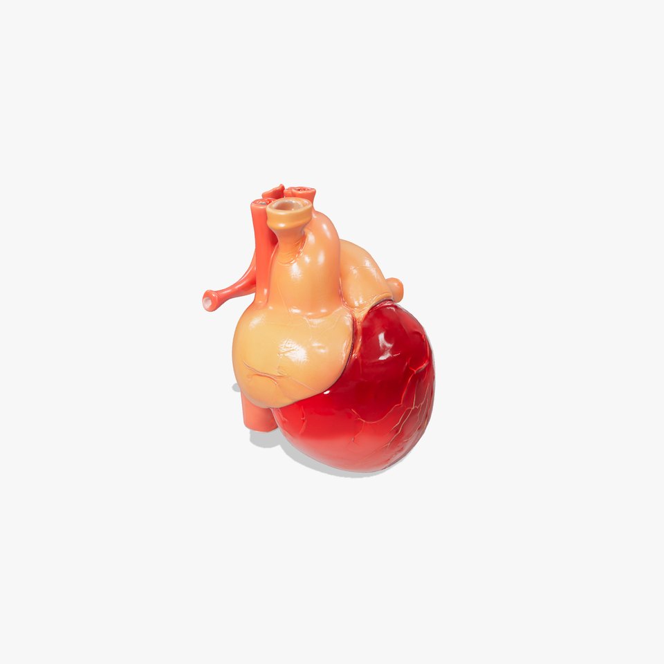 Human Heart Anatomy Model Pack