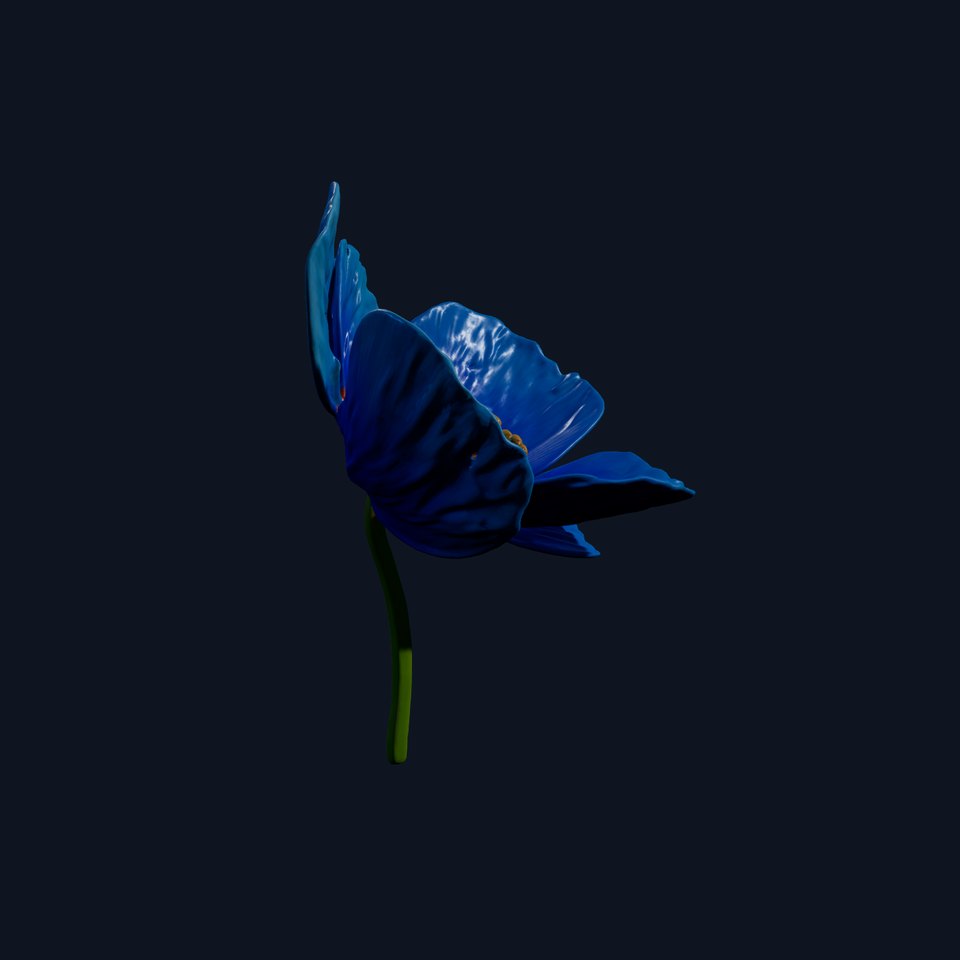 Blue Poppy Flower Model Pack for Realistic Scenes