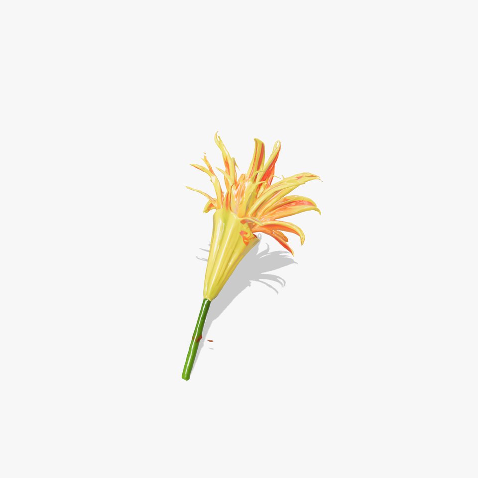 Vibrant Lily Flower Model Pack