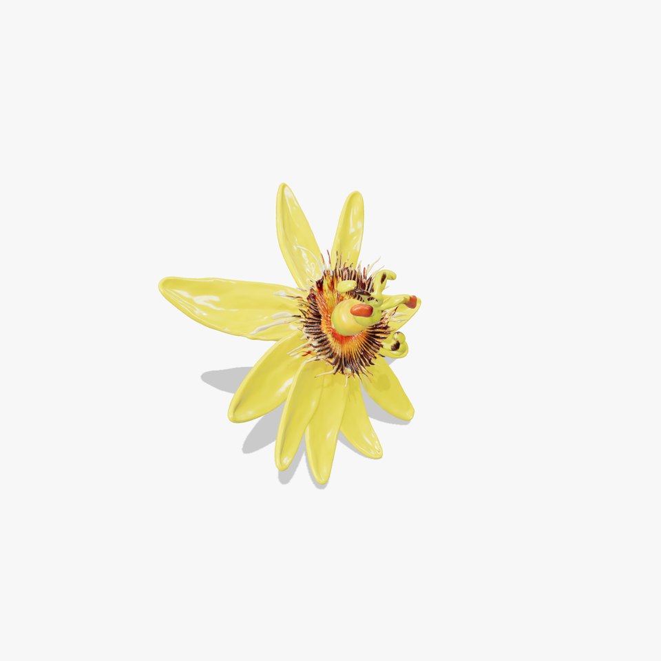 Vibrant Passionflower D Model Pack