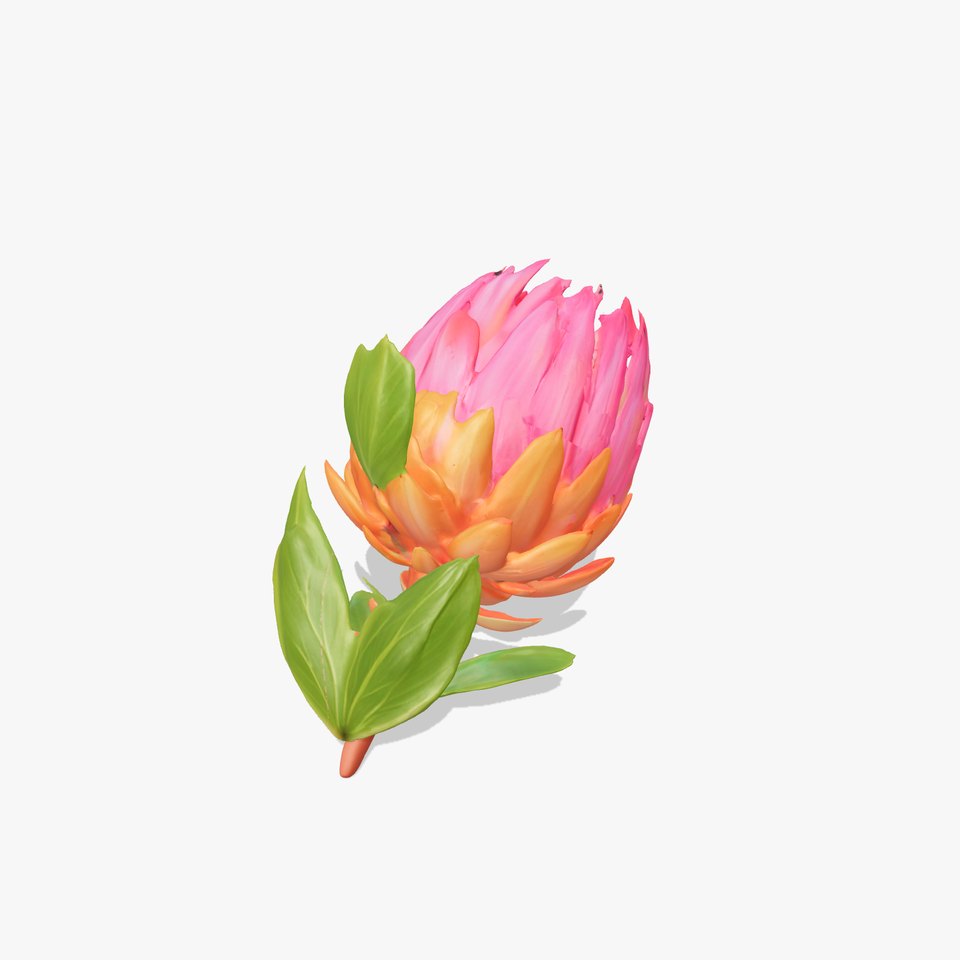 Protea Flower D Model Pack