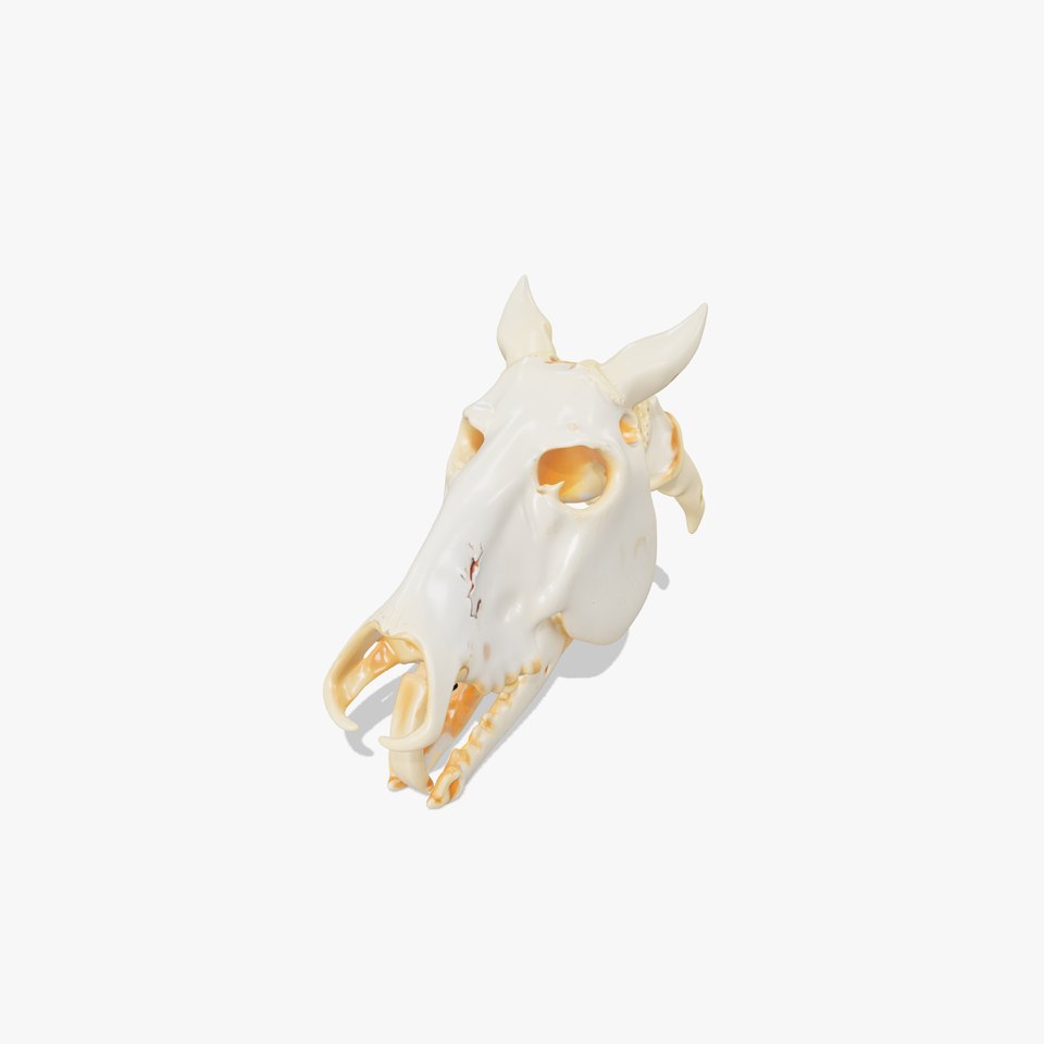 Realistic Animal Skull Model Pack