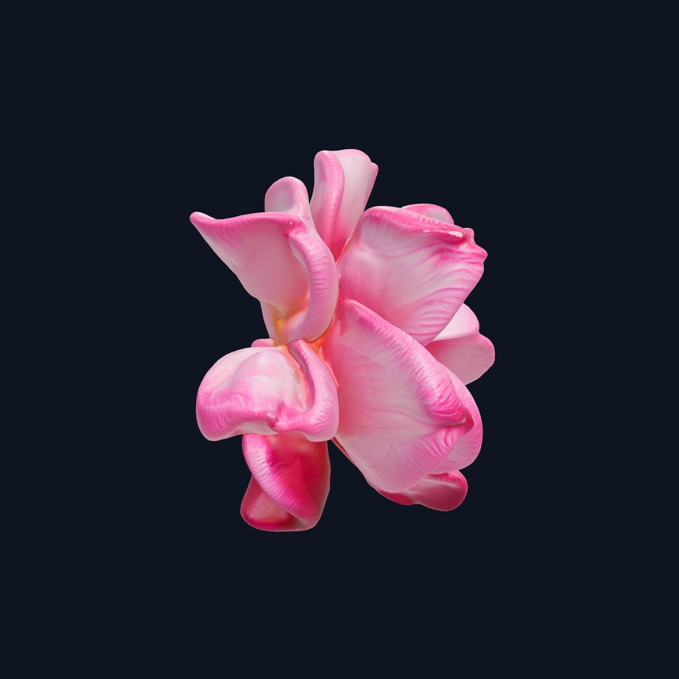 Realistic Pink Rose D Model Pack