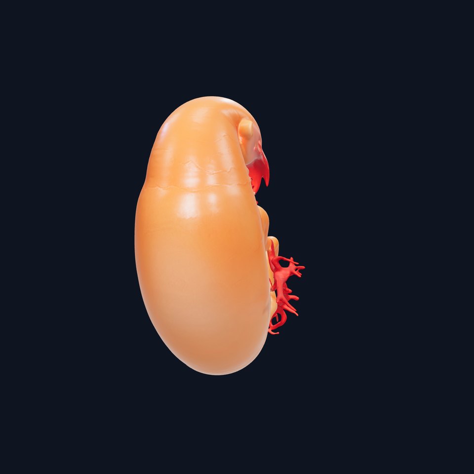 Alien Embryo Model Pack with Detailed Veins