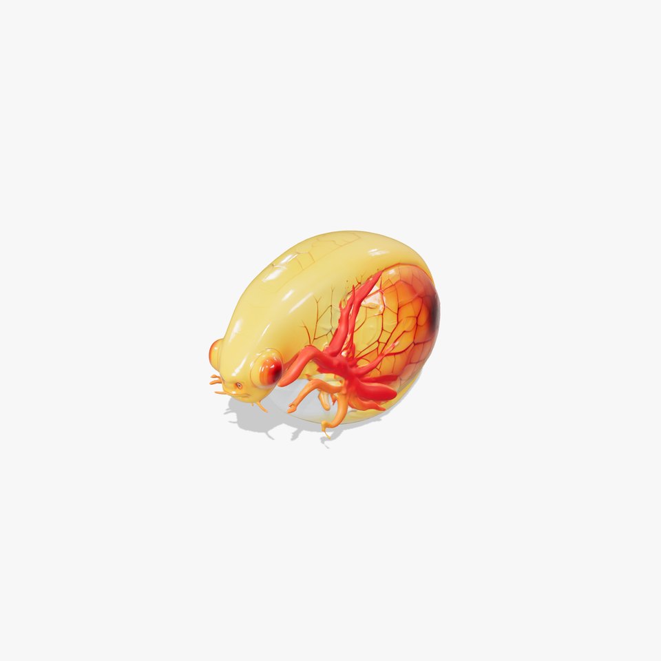 Embryonic Development Stage Model Pack
