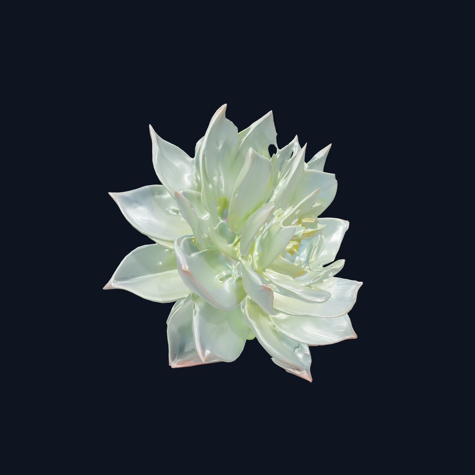 Succulent Plant Model Pack for D Rendering and Games