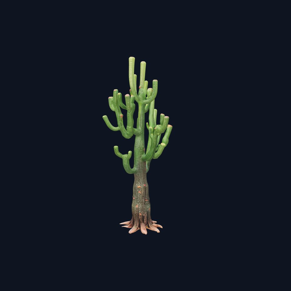 Realistic Cactus D Model Pack