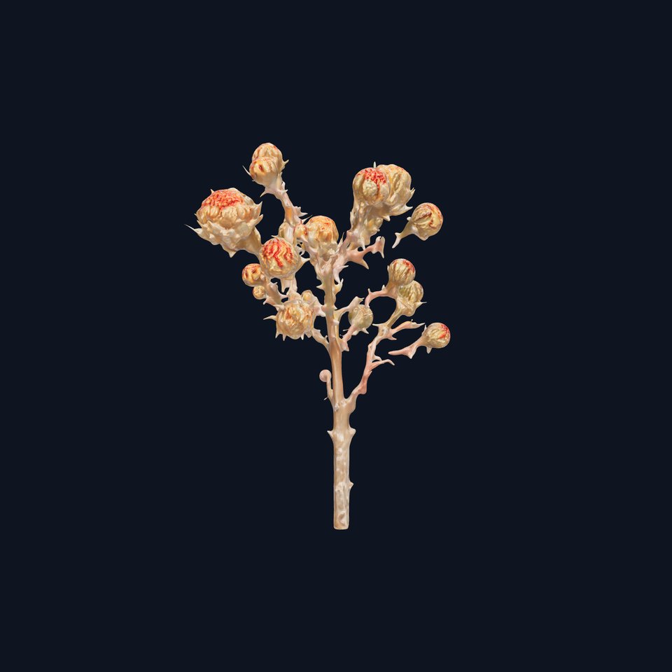 Dried Branch with Buds Model Pack