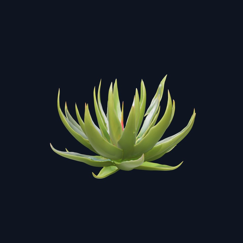 Aloe Succulent Model Pack for D Design and Rendering