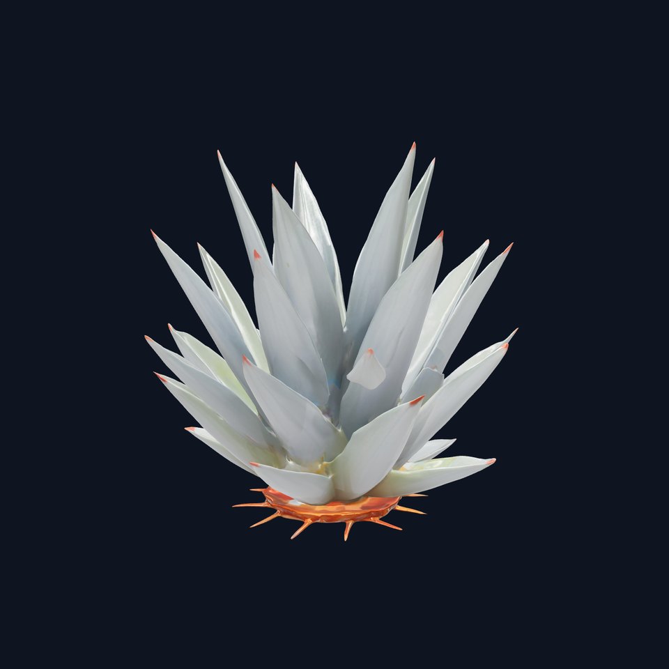 Agave Plant Model Pack for Realistic Rendering