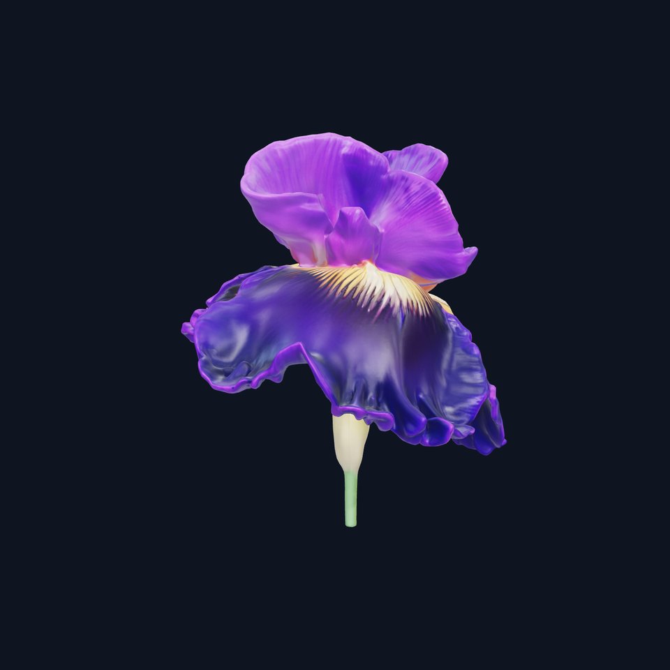 Iris Flower Model Pack with High Detail Textures