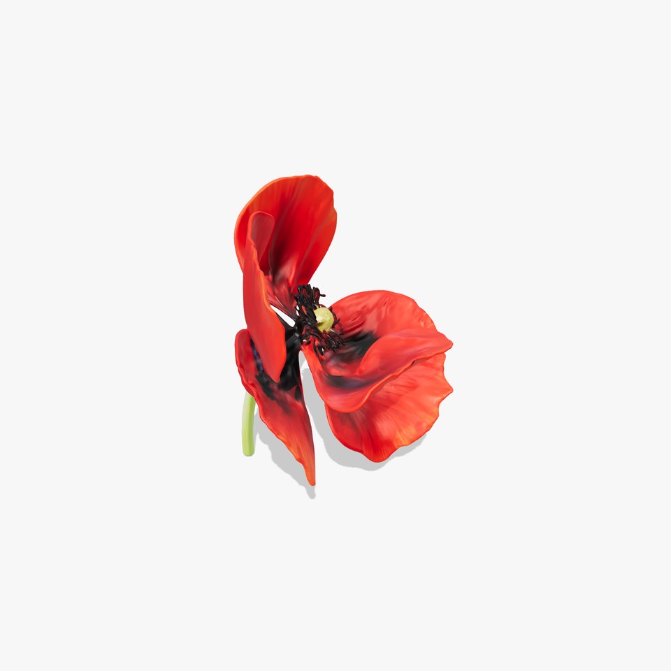 Poppy Flower D Model Pack