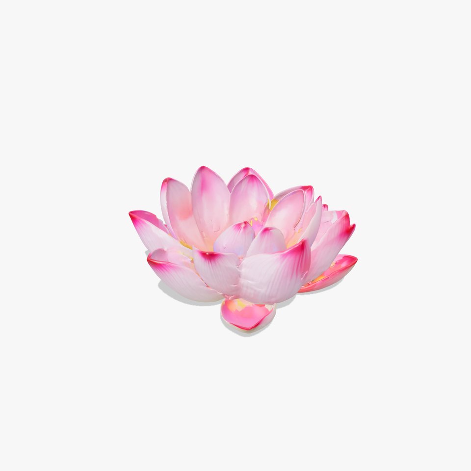 Lotus Flower Model Pack  Detailed Botanical Collection