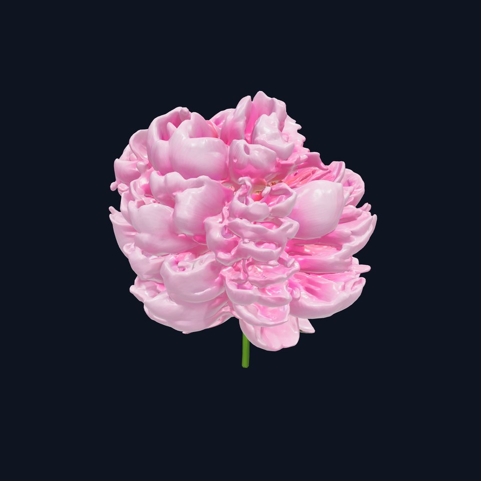 Peony Bloom D Model Pack