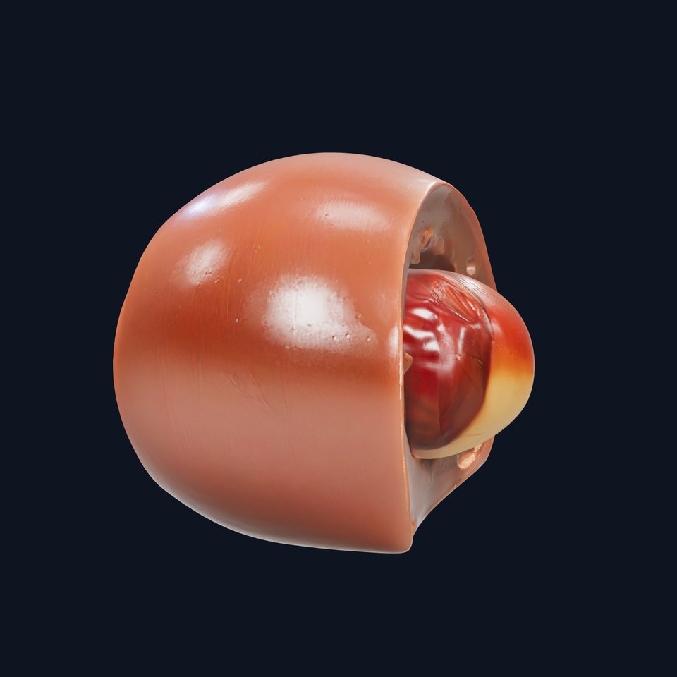 Chocolate Truffle Model Pack  Realistic D Model