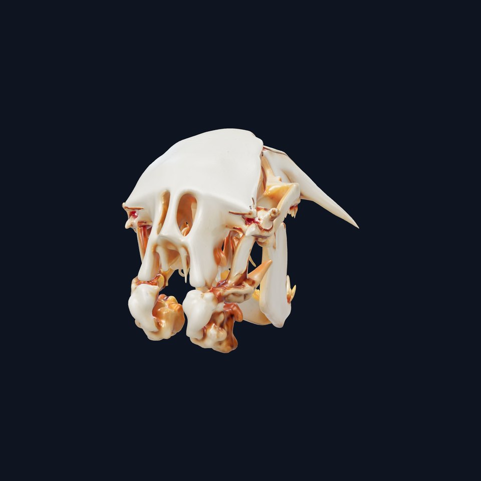 Detailed Animal Skull D Model Pack