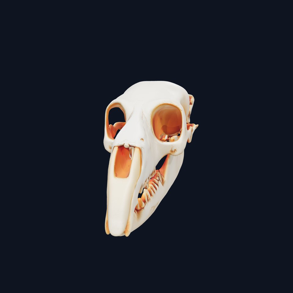 Animal Skull Model Pack  Detailed D Representation