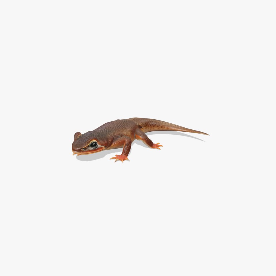 Realistic Gecko Model Pack
