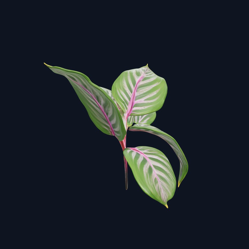 Maranta Plant Model Pack with Detailed Leaves
