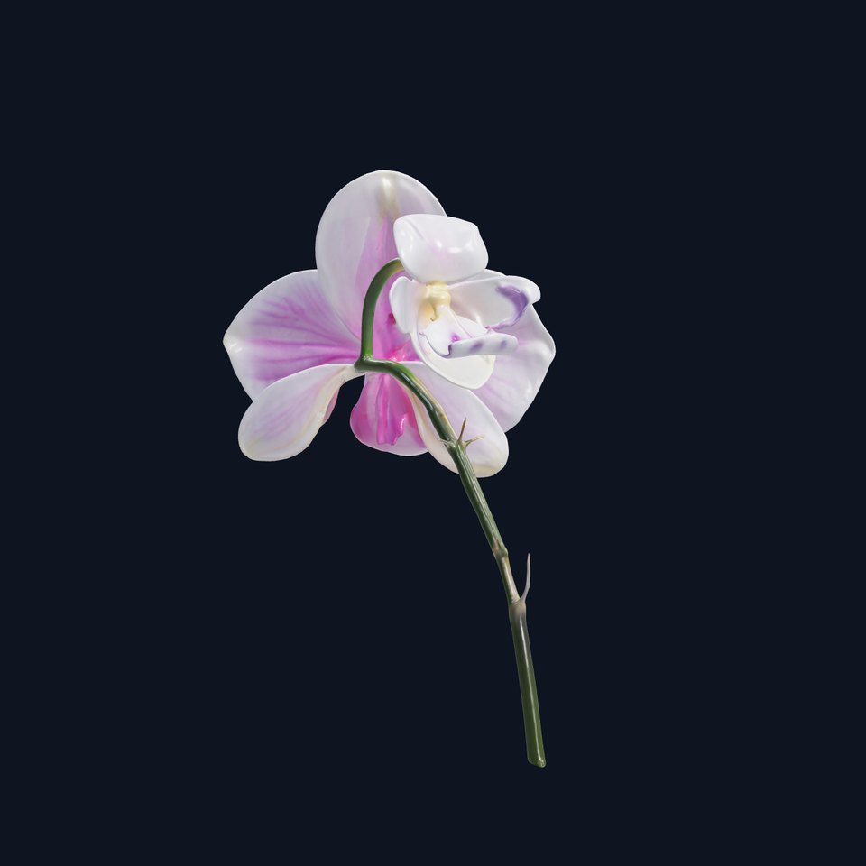 Orchid Flower D Model Pack  High Detail Asset