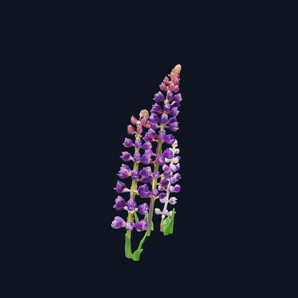 Lavender Flower Model Pack Realistic Botanical D