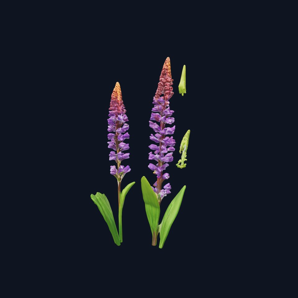 Vibrant Wildflower Model Pack  Botanical Details