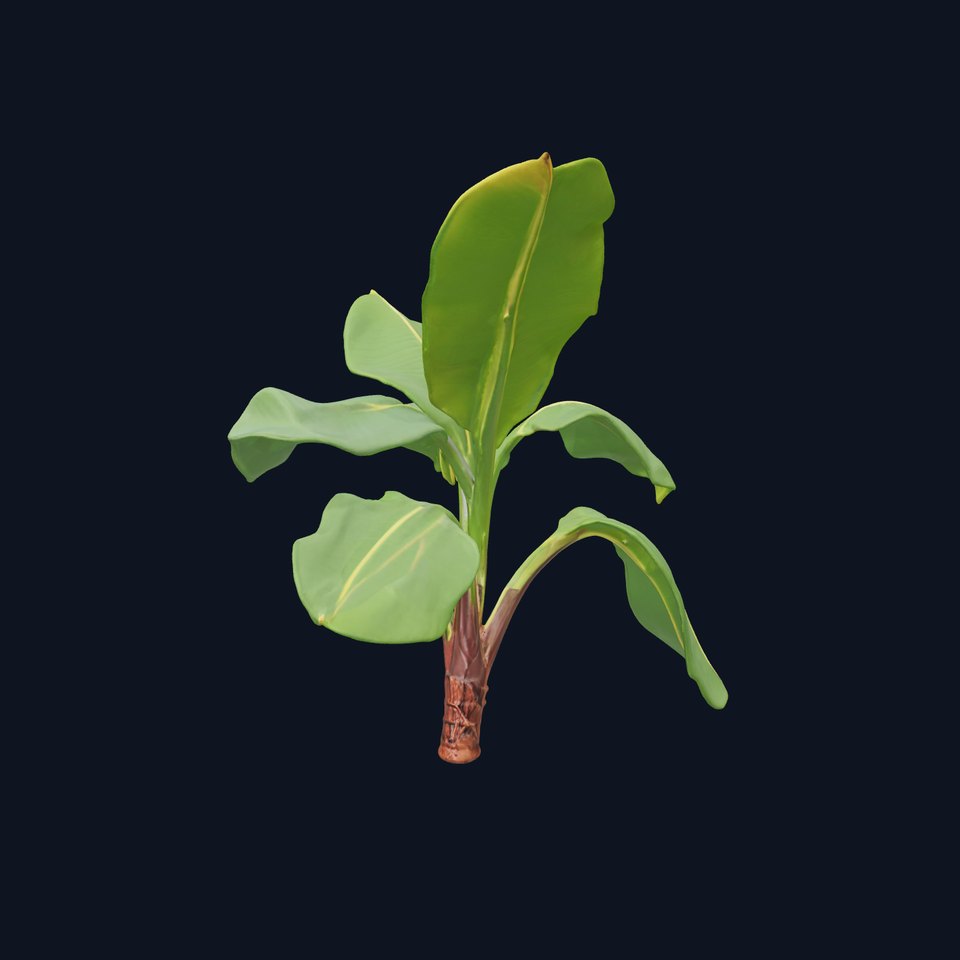 Banana Plant D Model Pack with PBR Textures