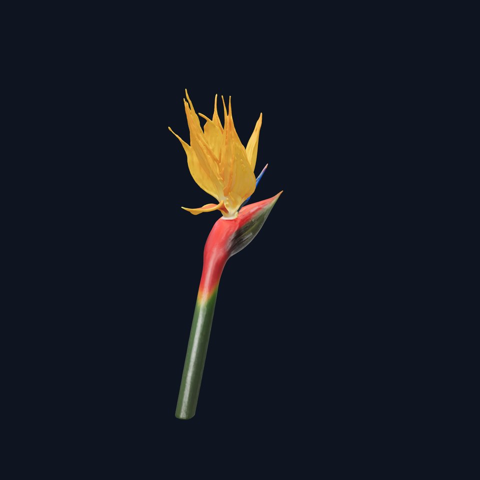 Exotic Bird of Paradise Flower Model Pack