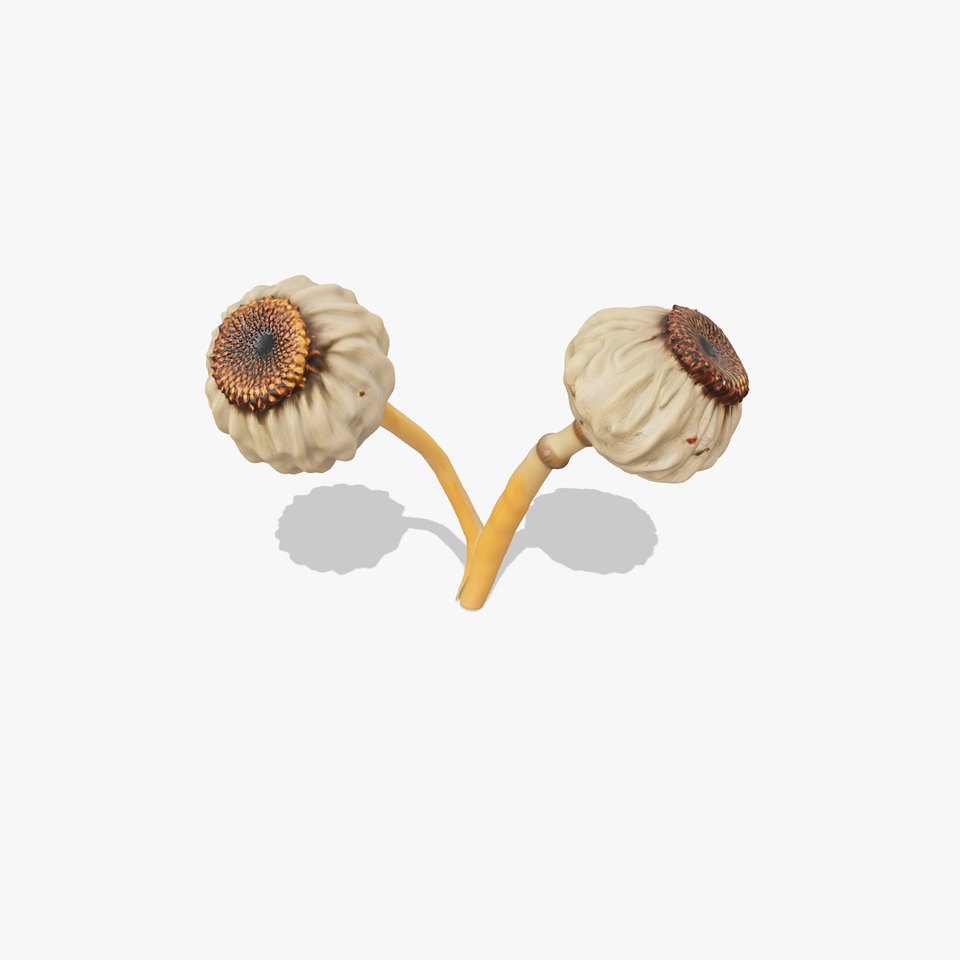 Dried Seed Pod Model Pack