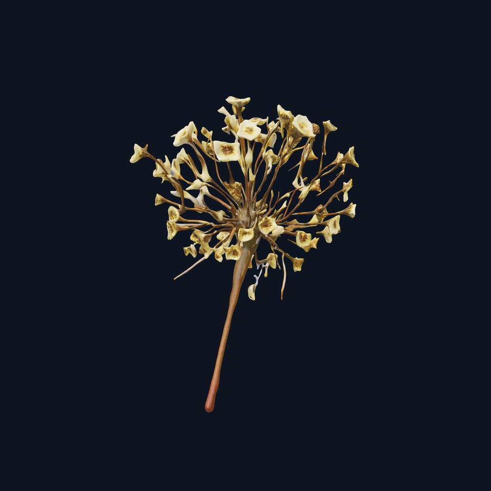 Babys Breath Flower Model Pack for Realistic Environments