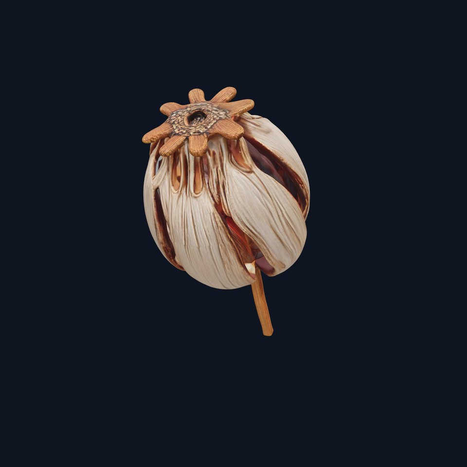 Decorative Seed Pod Model Pack for Realistic Rendering