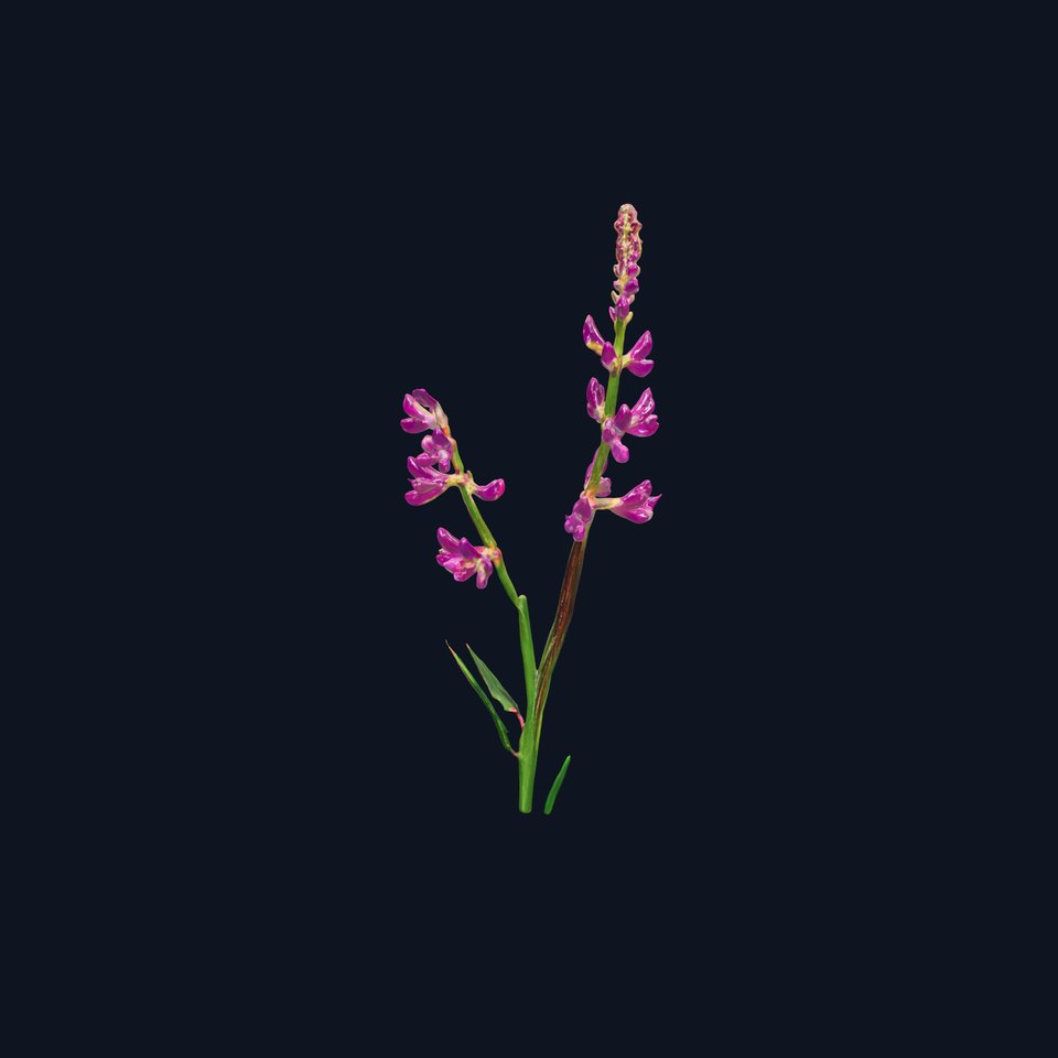 Purple Wildflower Model Pack for Nature Scenes