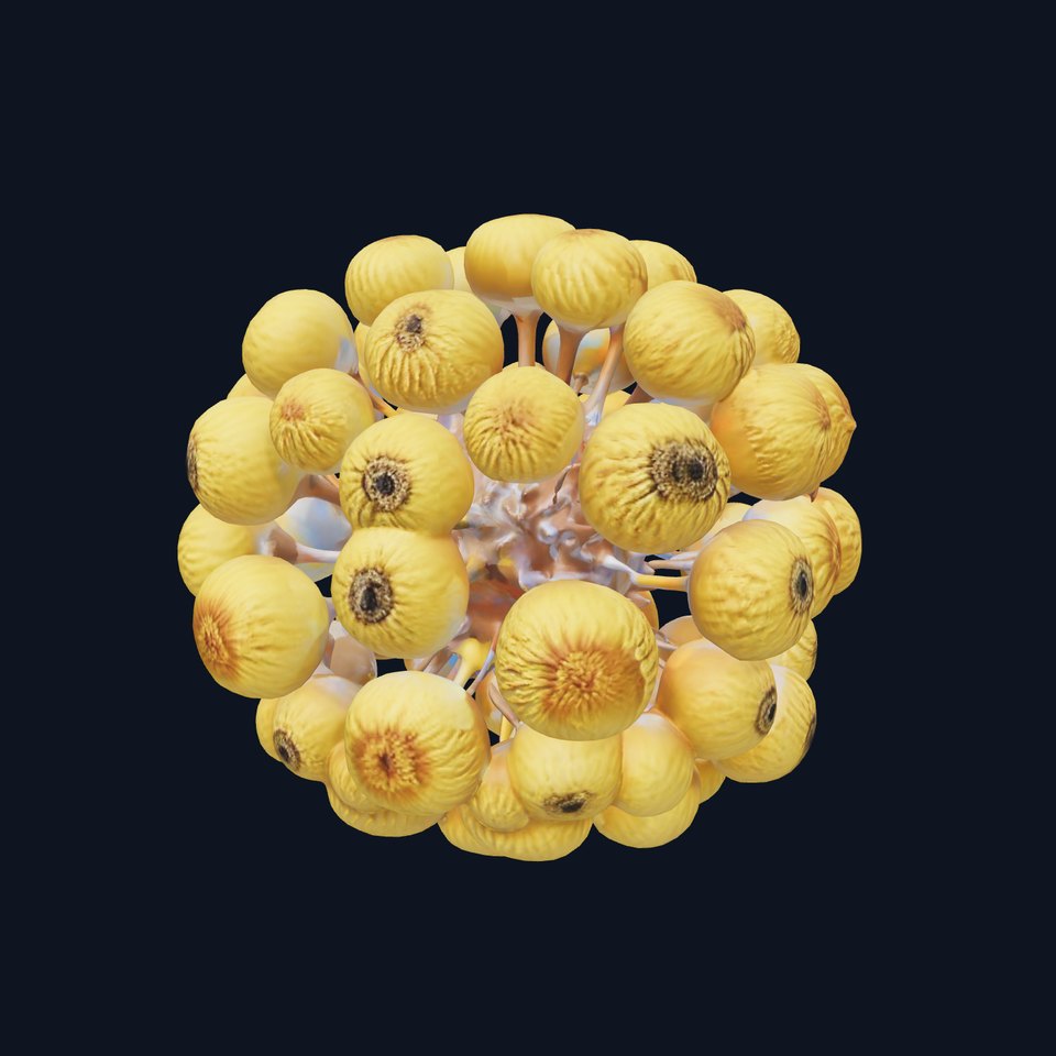 Botanical Flower Model Pack with Detailed Structure