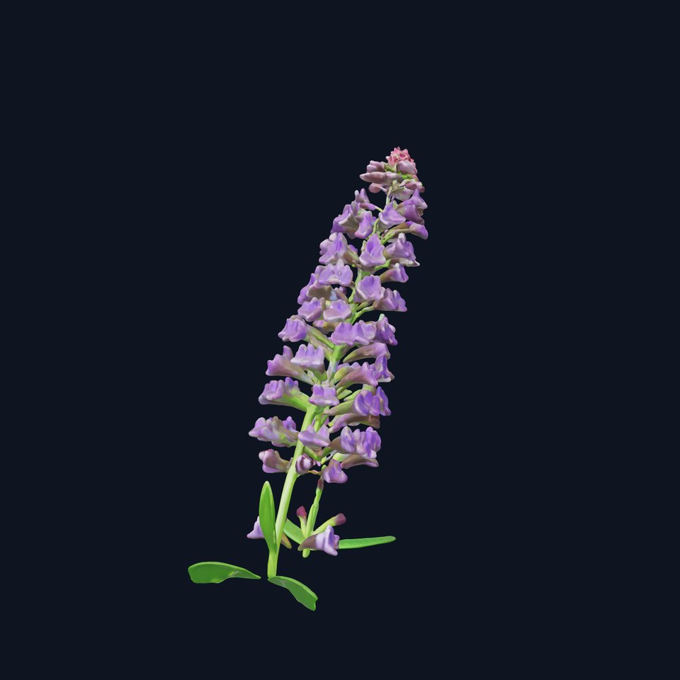 Lavender Flower Model Pack for Realistic Rendering