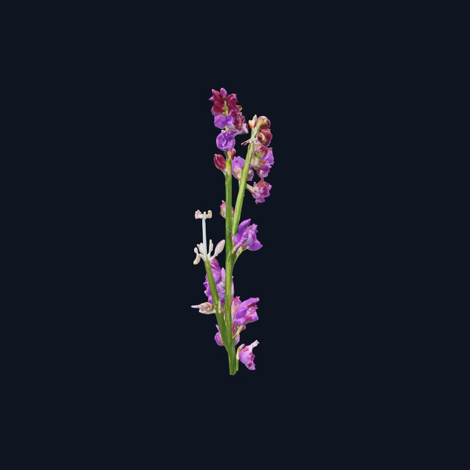 Lavender Plant D Model Pack