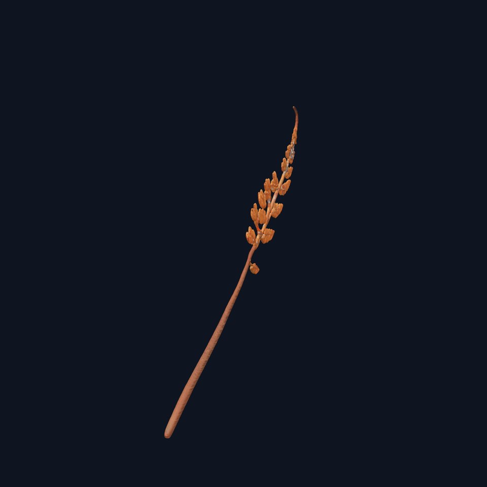 Fern Leaf D Model Pack