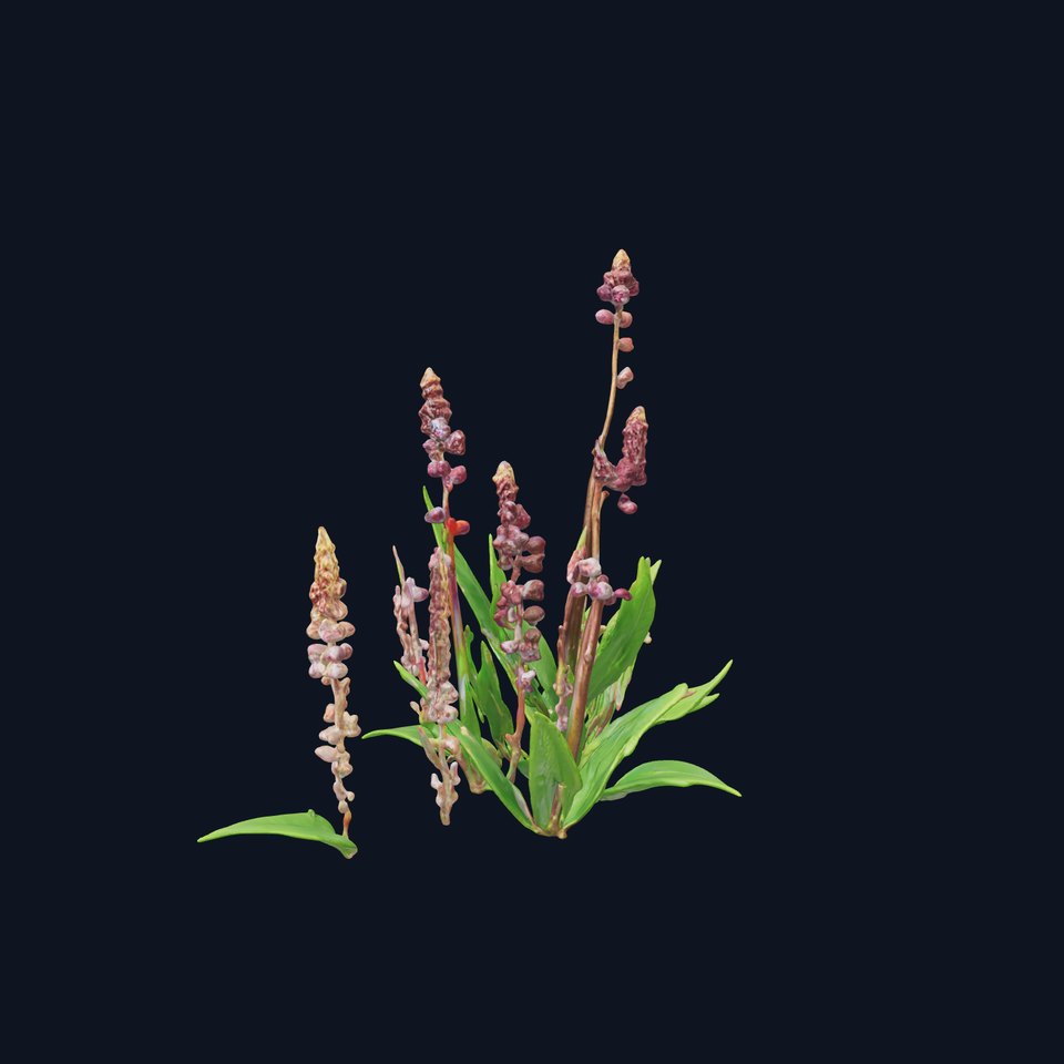 Violet Flower Collection D Model Pack