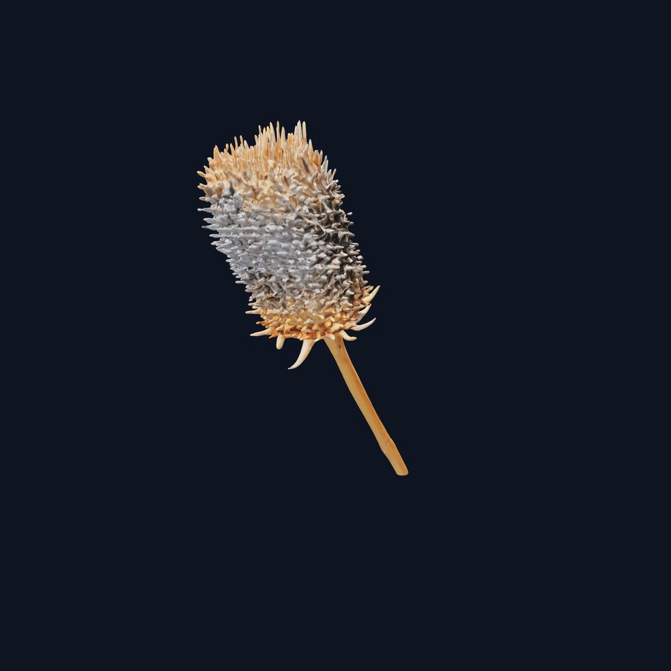 Thistle Model Pack  Detailed Botanical D Model