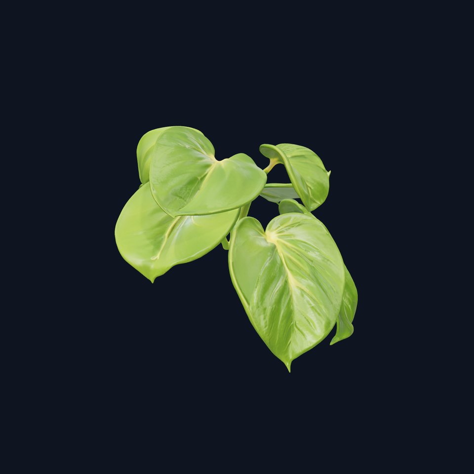 Philodendron Plant D Model Pack for Interiors and Games