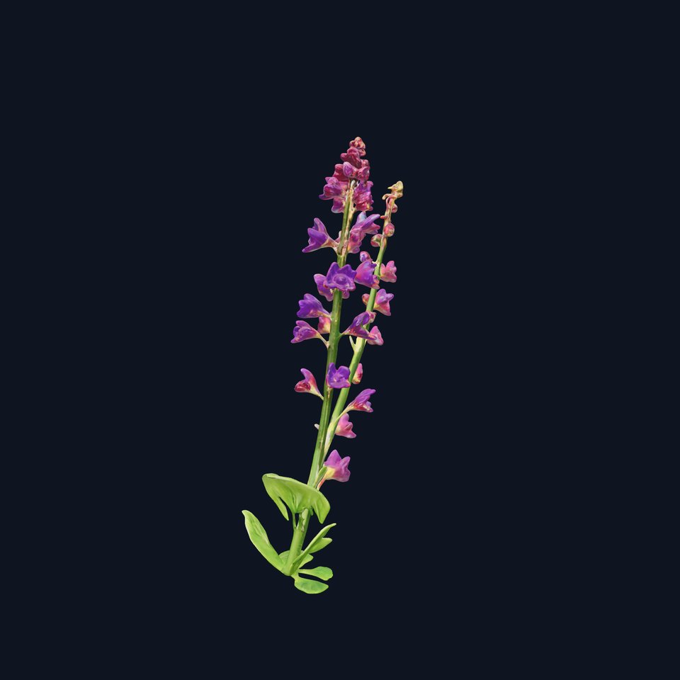 Lavender Flower Model Pack for Realistic Visualizations