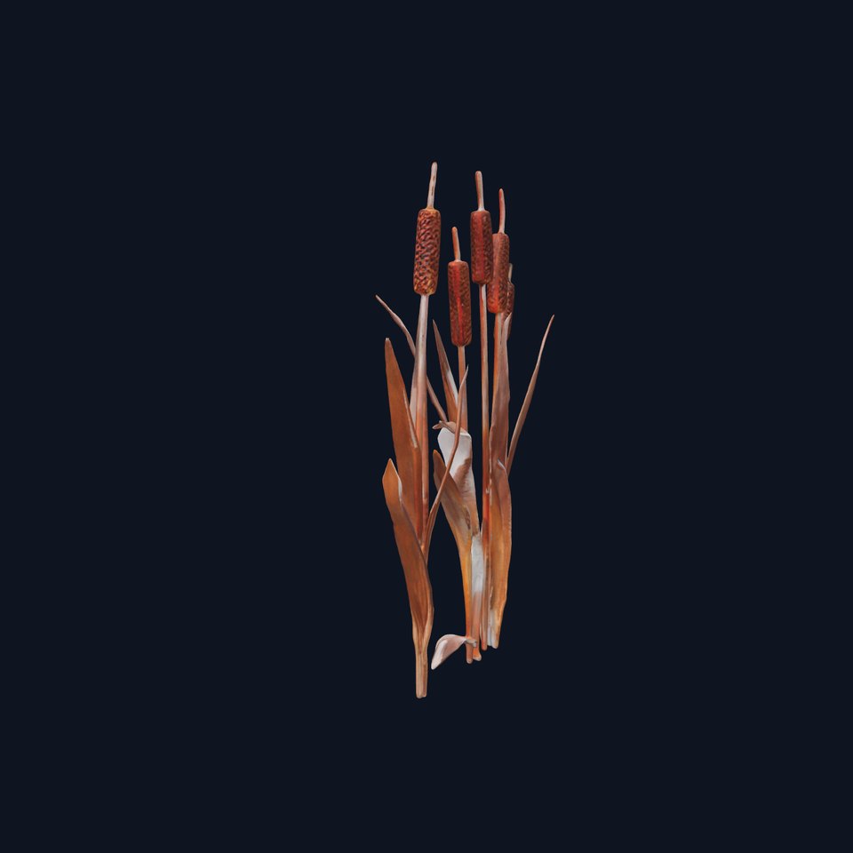 Cattail Plants D Model Pack