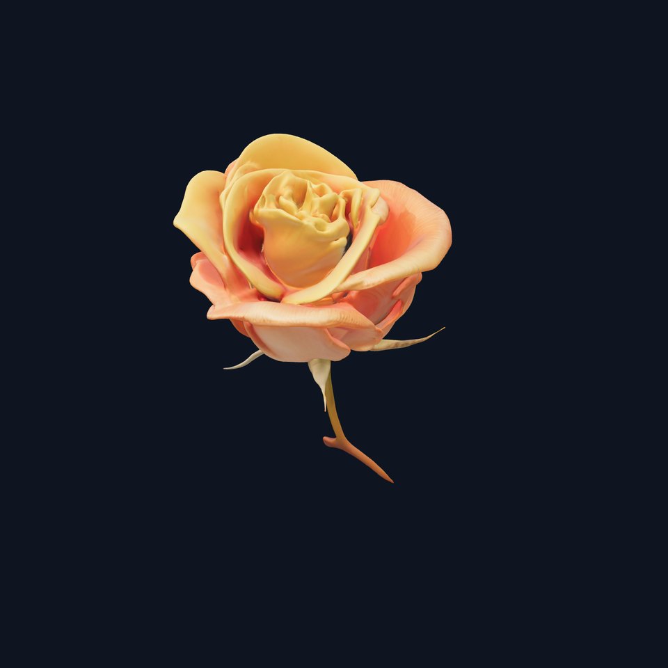 Rose Model Pack  Detailed Floral Asset