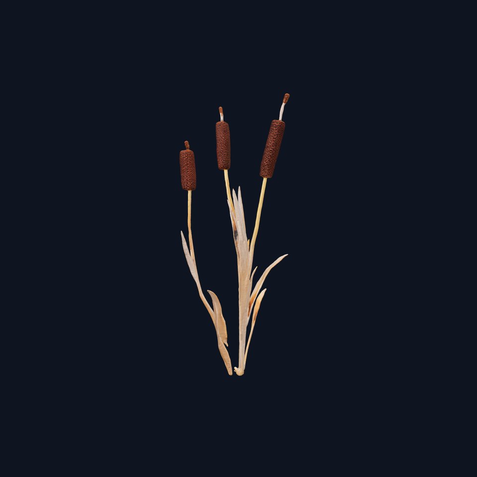 Cattail Plant Model Pack for D Visualization and Games