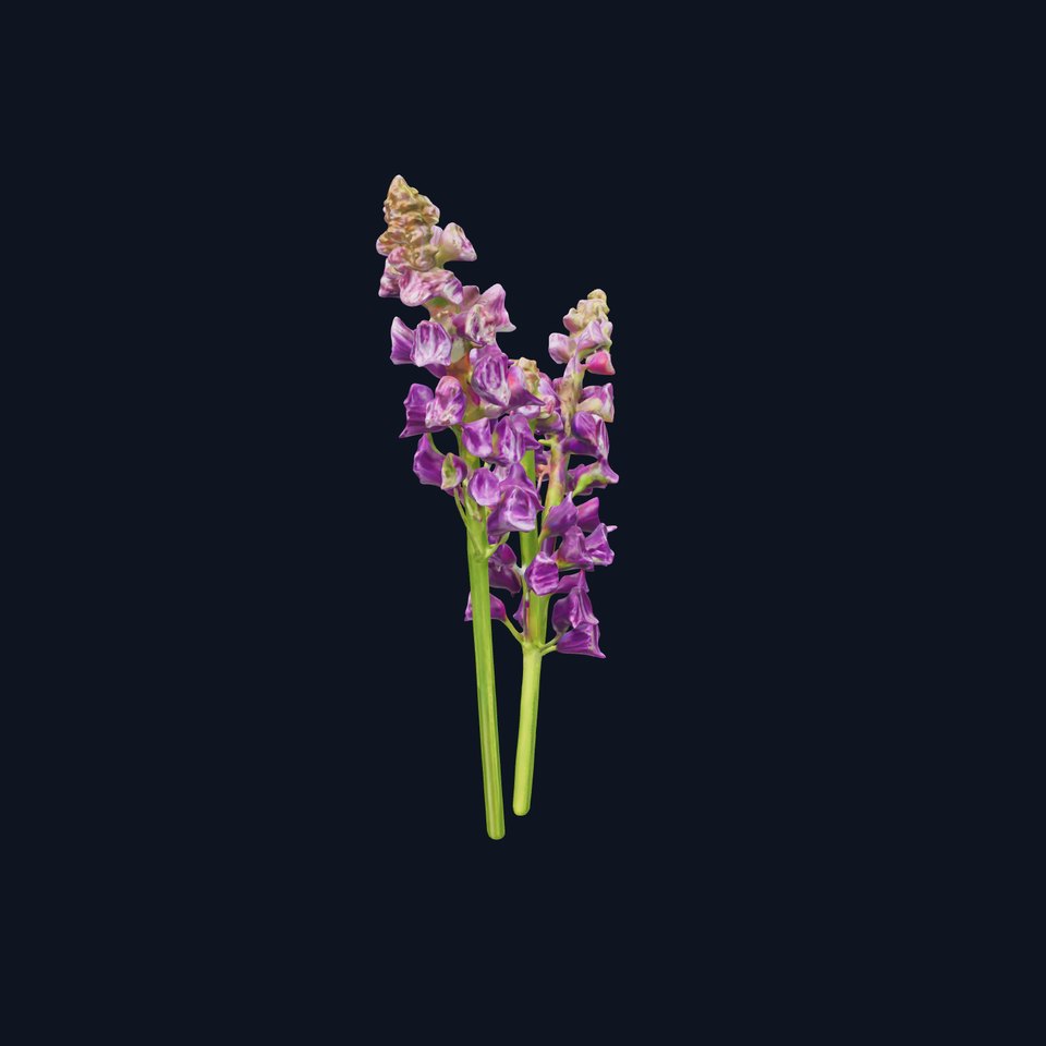 Lavender Flower Model Pack for D Environments