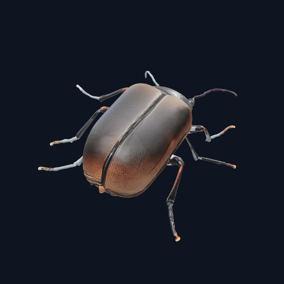 Realistic Beetle Model Pack for Rendering and Gaming