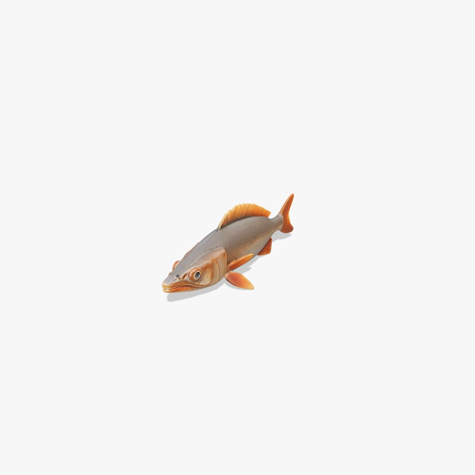 Realistic Fish Model Pack for Animation and Rendering