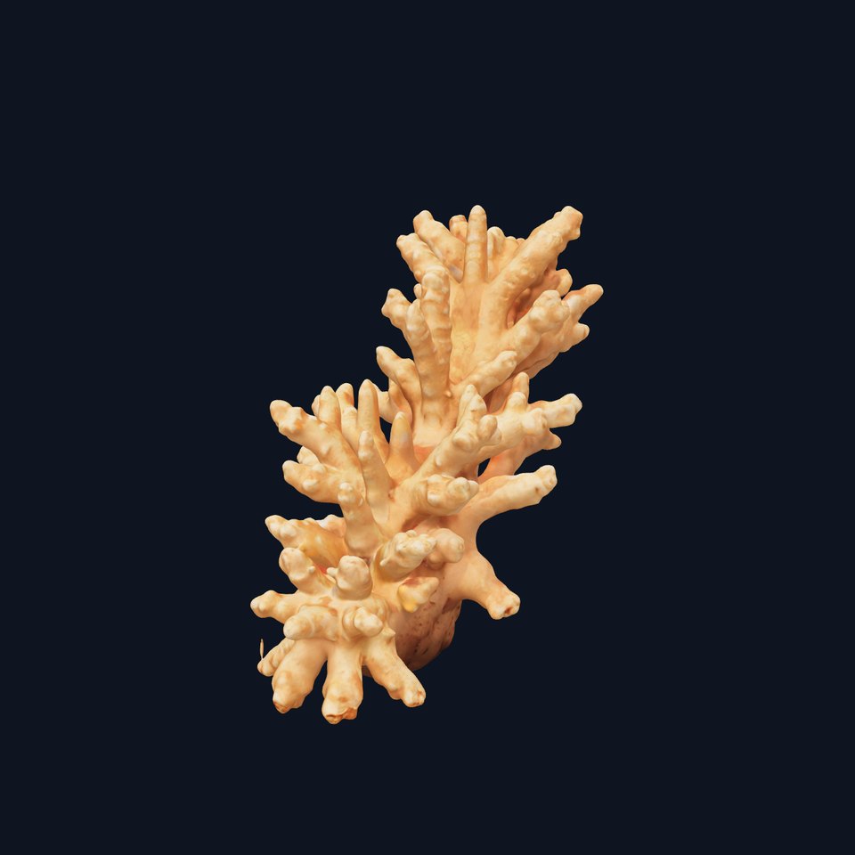 Realistic Coral Model Pack for Marine Environments
