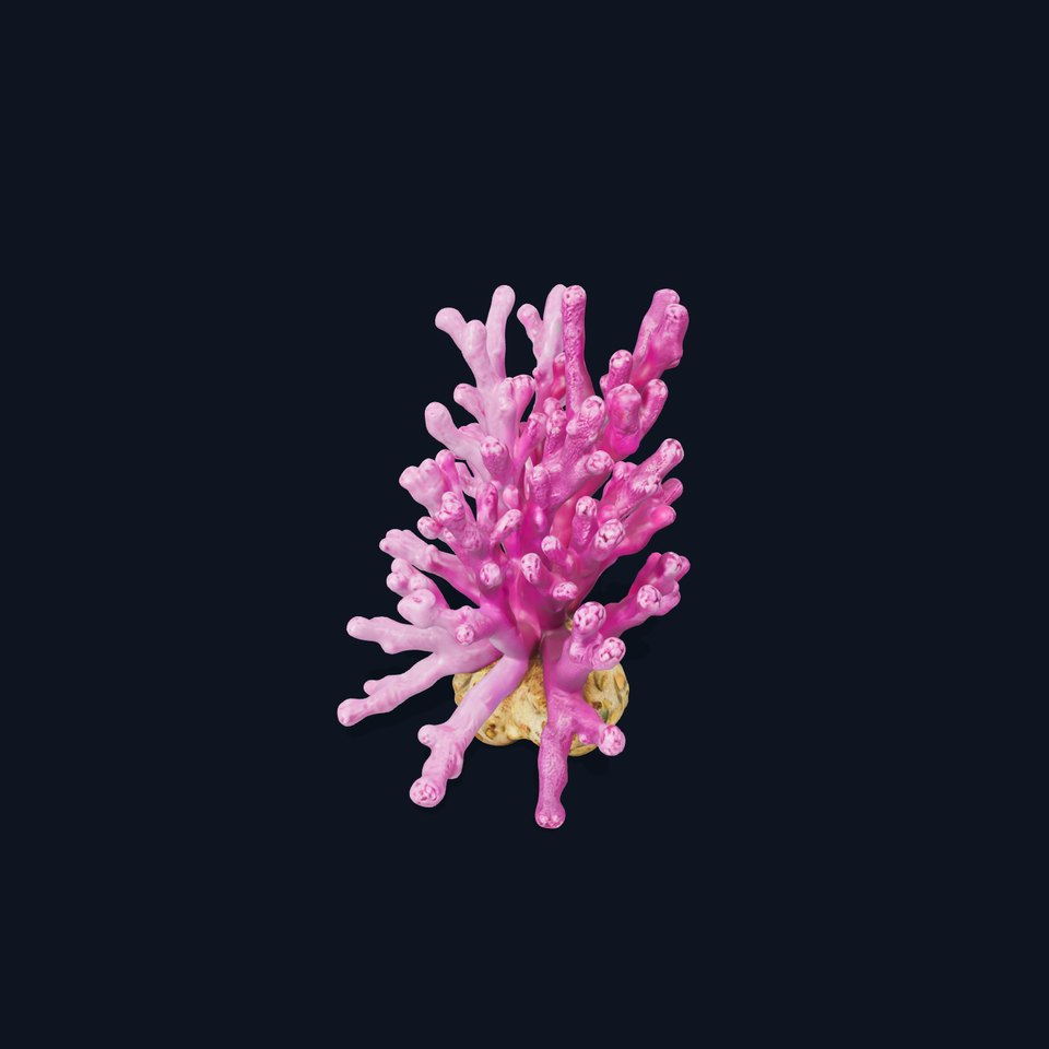 Vibrant Coral Reef Model Pack