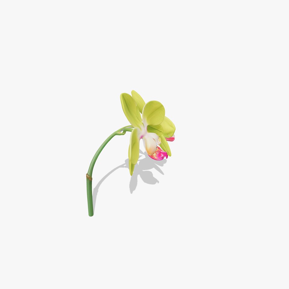 Orchid Flower D Model Pack with PBR Textures